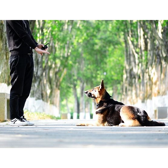 ELEKTRYCZNA OBROŻA TRENINGOWA DLA PSA pj-098