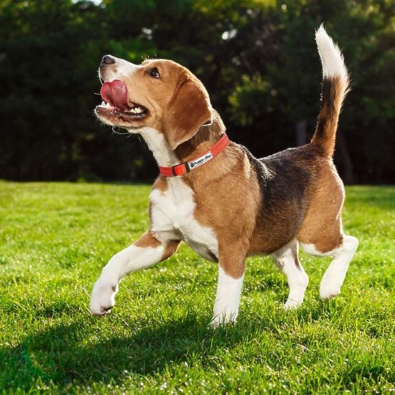 Odblaskowa smycz i obroża dla psa PJ-035 czerwona