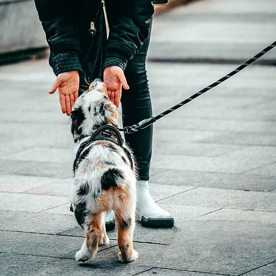 Odblaskowa smycz i obroża dla psa PJ-035 czerwona