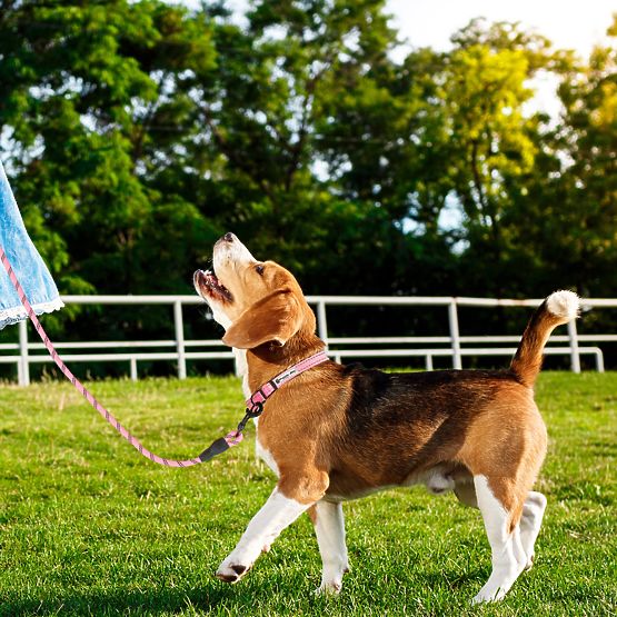 Odblaskowa smycz i obroża dla psa PJ-036 Różowa