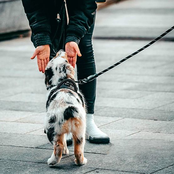 Odblaskowa smycz i obroża dla psa PJ-036 Różowa