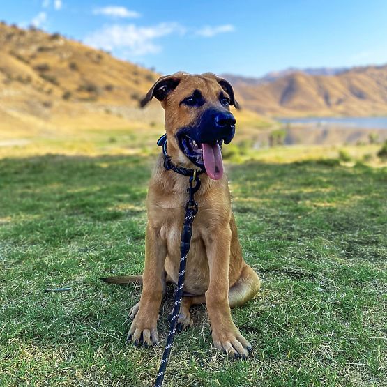 Odblaskowa smycz i obroża dla psa PJ-091 czarna