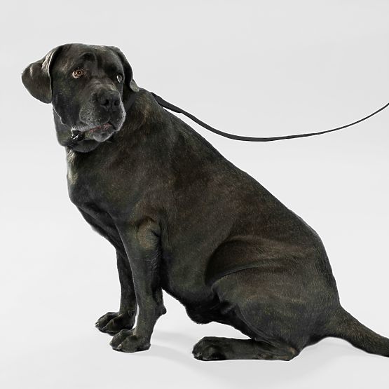 Smycz i obroża dla psa PJ-067 czarna S