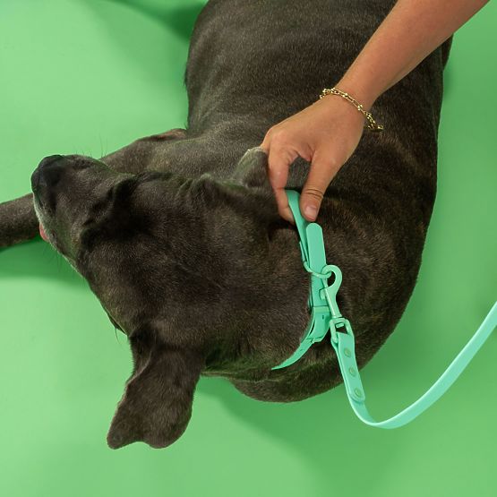 Smycz i obroża dla psa PJ-069 zielony S