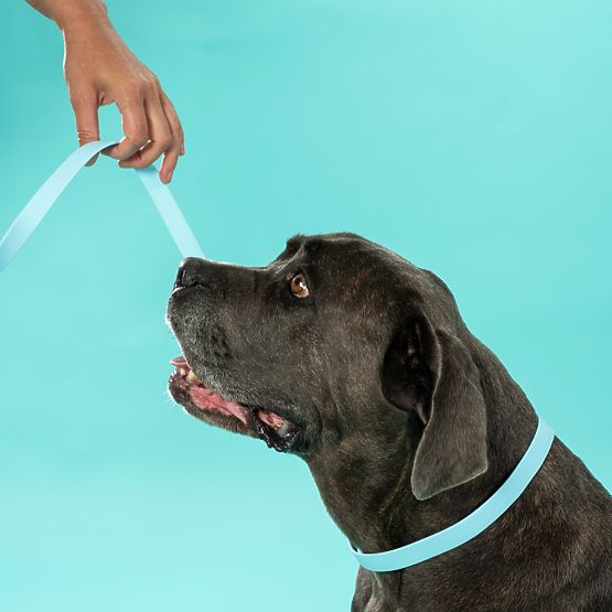 Smycz i obroża dla psa PJ-070 niebieska S