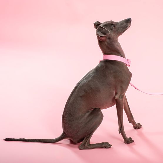 Smycz i obroża dla psa PJ-072 różowa M