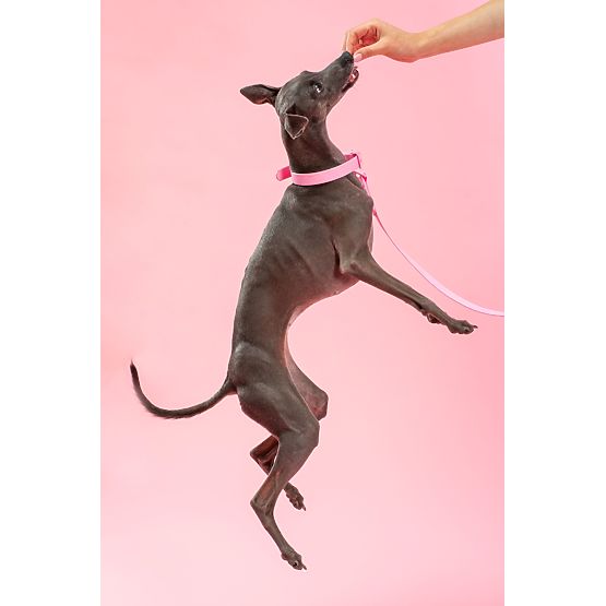 Smycz i obroża dla psa PJ-072 różowa M