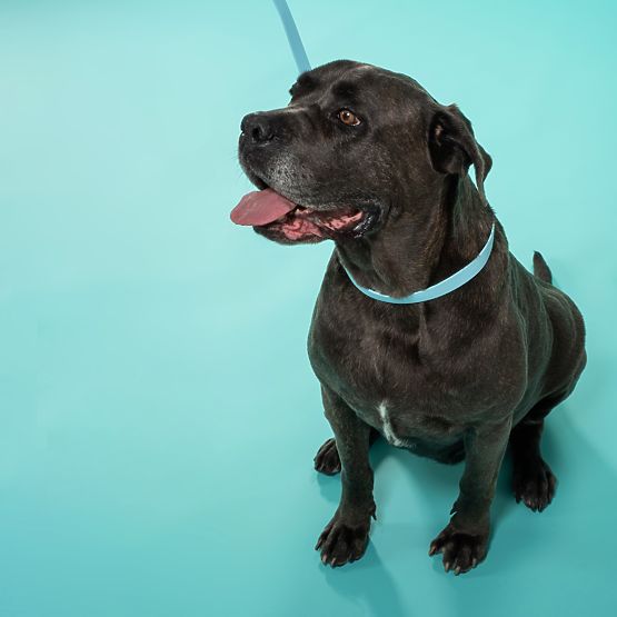 Smycz i obroża dla psa PJ-074 niebieski M