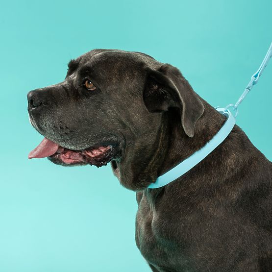 Smycz i obroża dla psa PJ-074 niebieski M