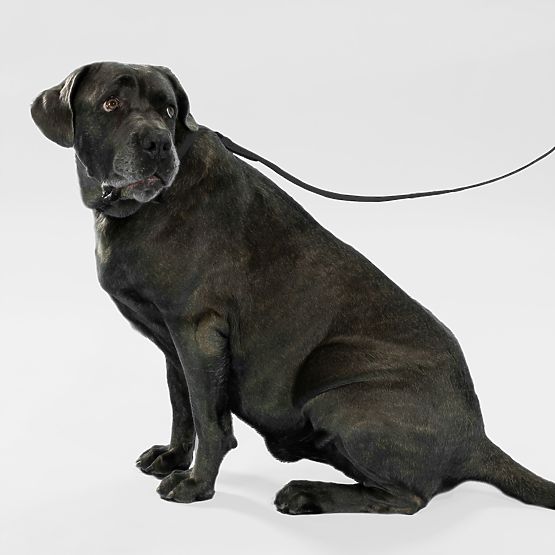 Smycz i obroża dla psa PJ-075 czarna L