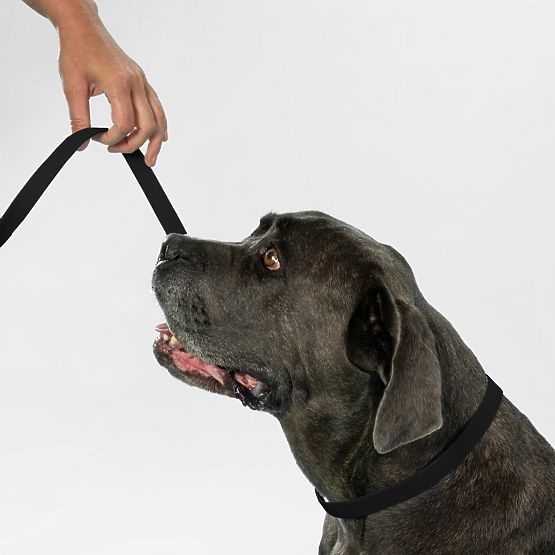 Smycz i obroża dla psa PJ-075 czarna L