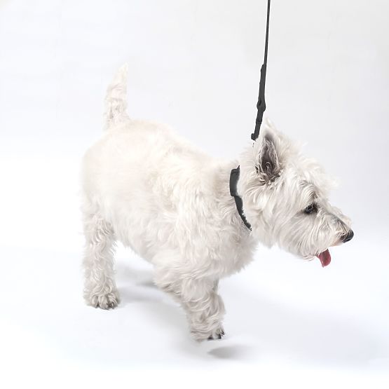 Smycz i obroża dla psa PJ-075 czarna L