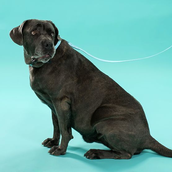 Smycz i obroża dla psa PJ-078 niebieska L