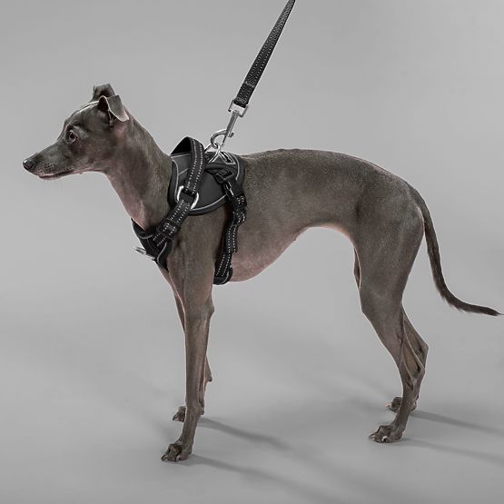 Smycz i szelki dla psa PJ-051 czarne S