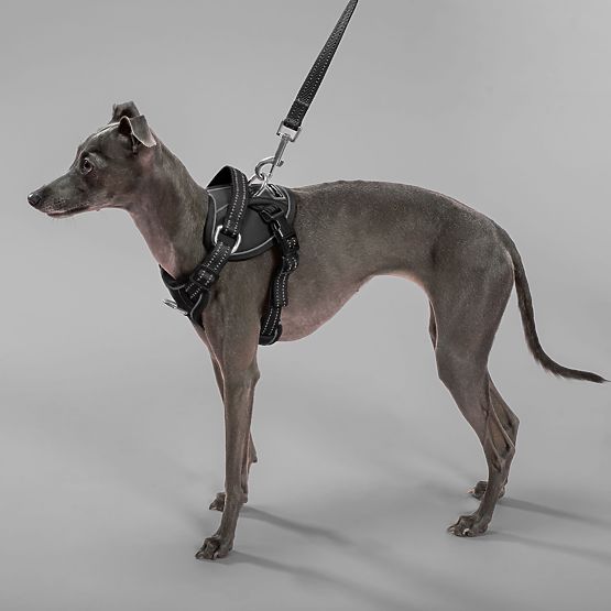 Smycz i szelki dla psa PJ-051 czarne S