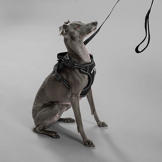 Smycz i szelki dla psa PJ-051 czarne S