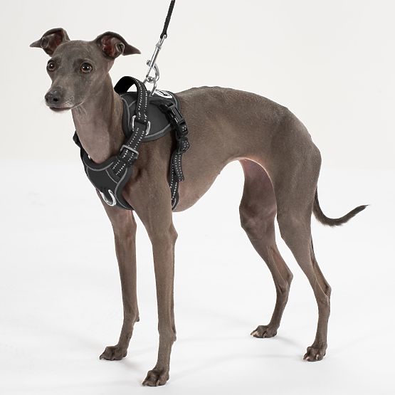 Smycz i szelki dla psa PJ-055 czarne M