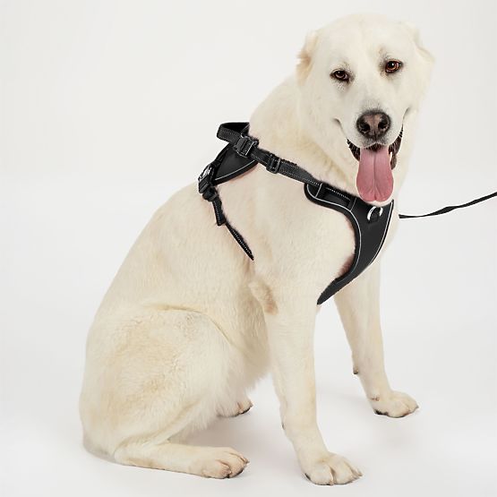 Smycz i szelki dla psa PJ-063 czarna XL