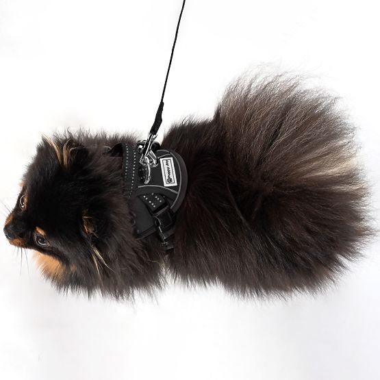 Smycz i uprząż dla psa PJ-047 czarna XS