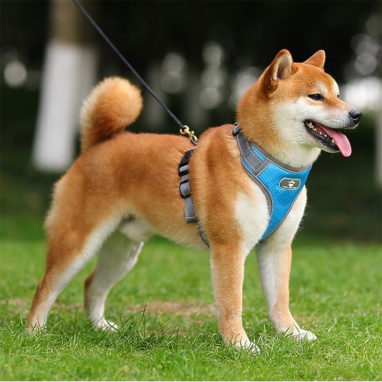 Treningowa uprząż dla psa ASTRO niebieska rozmiar XL