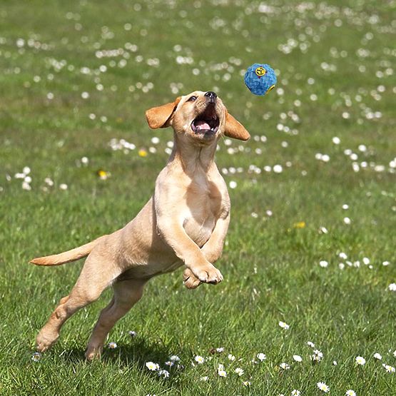 Zestaw 10 zabawek dla psów BALTO przeciągacze