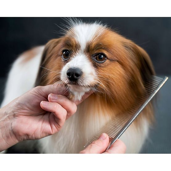 Zestaw nożyczek dla zwierząt GROMMY dla psa i kota