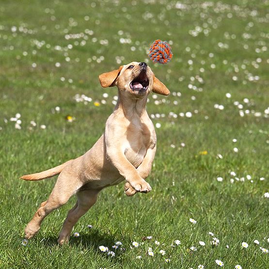 Zestaw zabawek do przeciągania dla psów SPANKY 5 sztuk