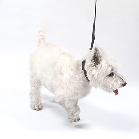 Smycz i obroża dla psa PJ-067 czarna S