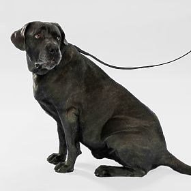 Smycz i obroża dla psa PJ-075 czarna L, PuppyJoy