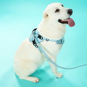 Smycz i uprząż dla psa PJ-065 zielona XL, PuppyJoy